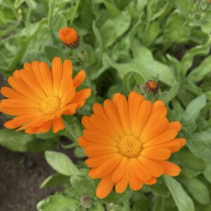 Orange calendula flowers in bloom