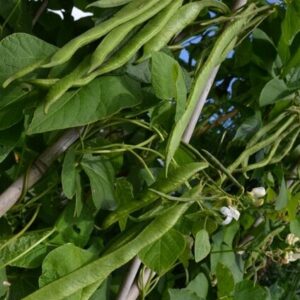 Organic Runner Bean 'White Emergo'